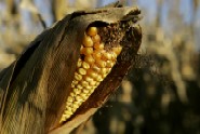 Fert prices to help determine US crops