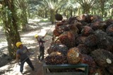 Asia fatty acids get firm support from strong palm oil market