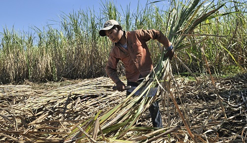 Florian Kopp / imageBROKER/REX Shutterstock Underage migrant worker harvesting sugar cane for the production of ethanol and biodiesel, 