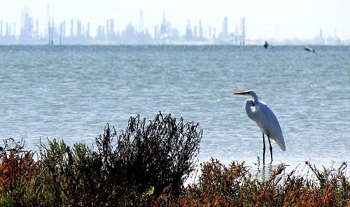 Refineries and chemical plants across Nueces Bay provide a backdrop for a Great Egret in 2007 at Corpus Christi, Texas. (IMAGE: Sarah Richter/Wikimedia)