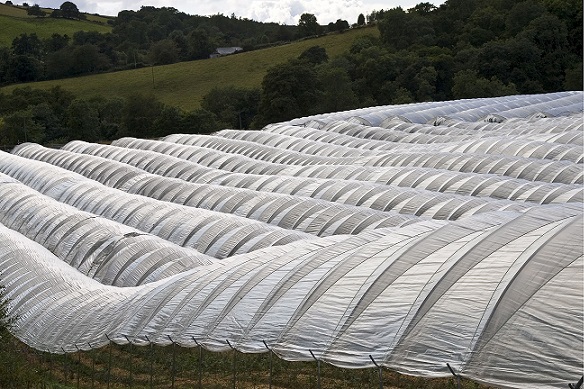 The so-called polytunnels used in agriculture, made out of PE. Pictured, farmland in the UK. Source: Tim Graham/robertharding/REX/Shutterstock