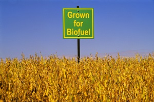 biofuel biodiesel