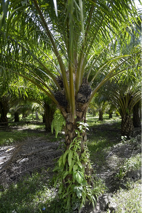 Oil palm 24 August