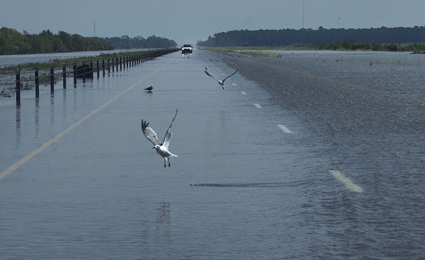 Seagulls take off as Red Cross vehicle navigates the flooded waters of eastbound I-10 highway, Texas. Source - Carol Guzy, ZUMA Wire, REX, Shutterstock